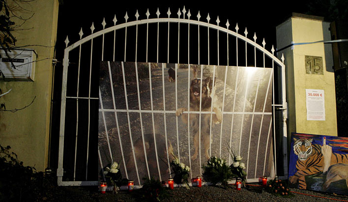 Drei Schferhunde kamen bei dem Brand Ende Dezember 2008 ums Leben 